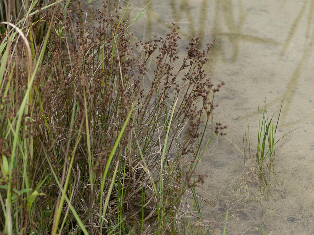 am Teich